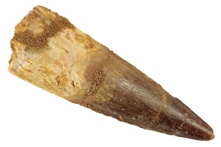 Spinosaurus Tooth - Real Dinosaur Tooth #192103